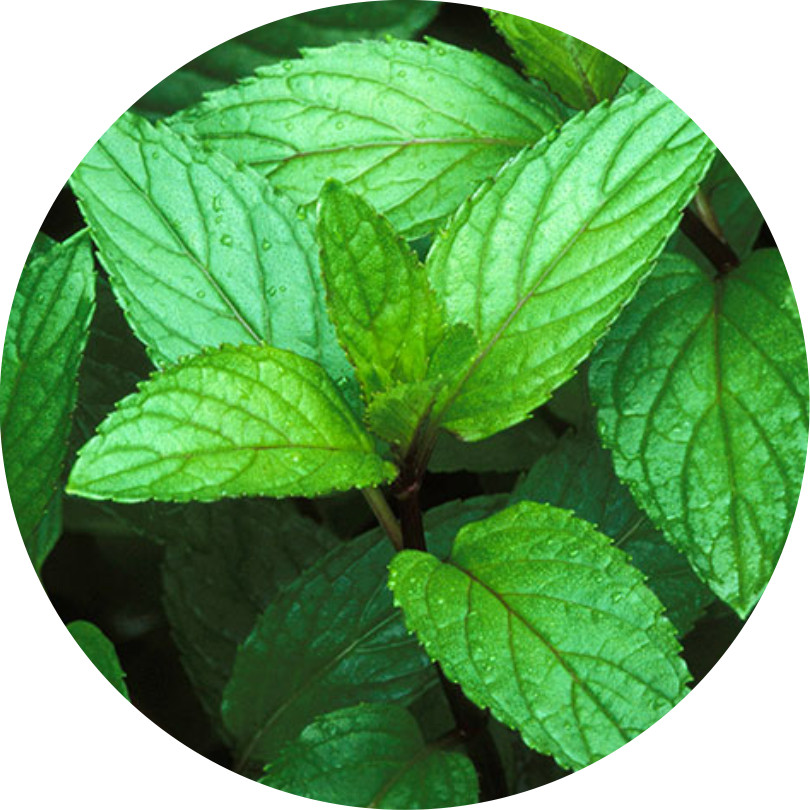 Peppermint: Helps relax the digestive system and ease symptoms of irritable bowel syndrome (IBS)