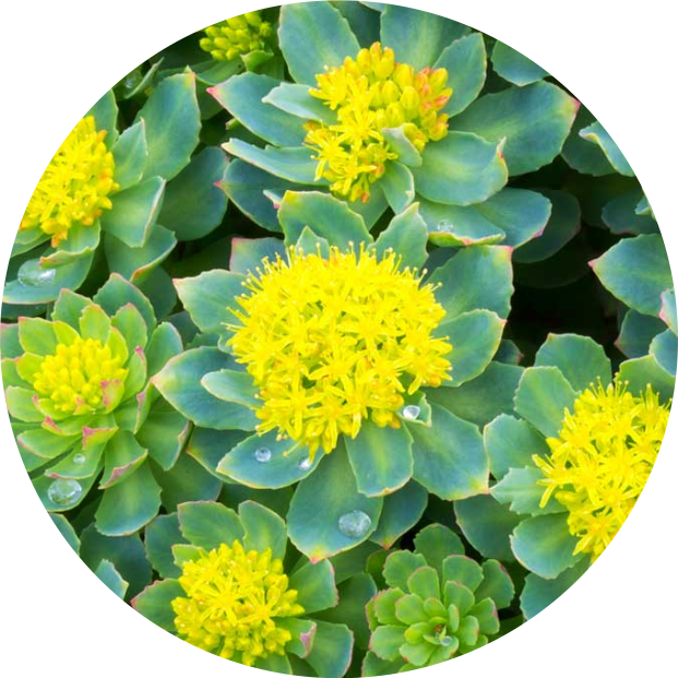 Rhodiola Rosea helping with stress relieve by peakit