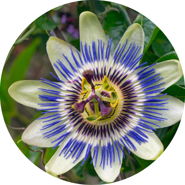 Passionflower helping with stress relieve by peakit
