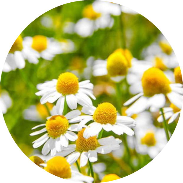 Chamomile helping with stress relieve by peakit