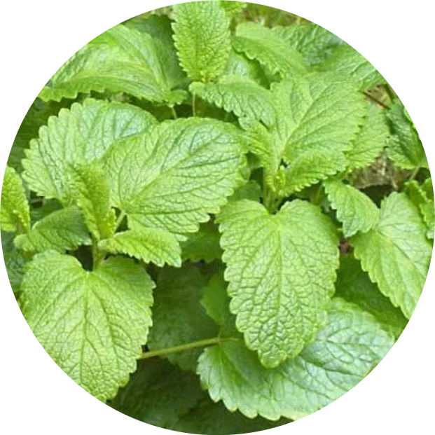 Lemon Balm helping with stress relieve by peakit
