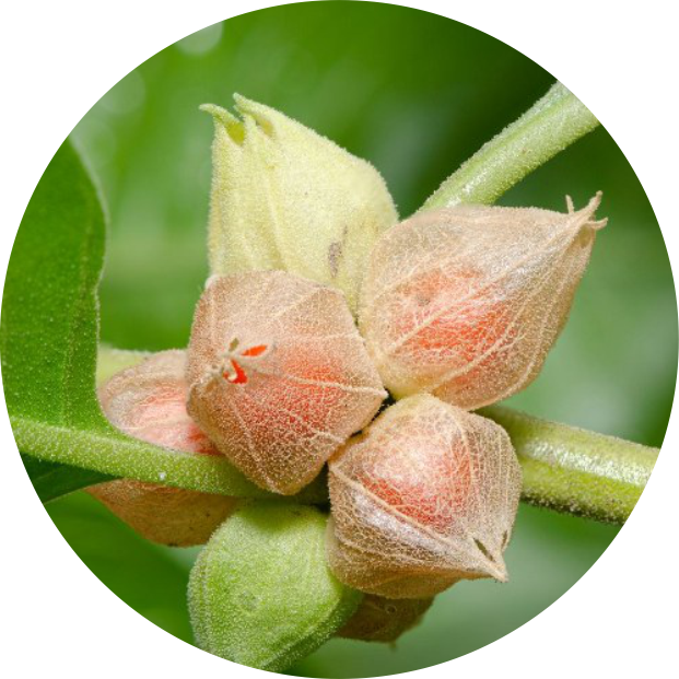 Ashwagandha helping with stress relieve by peakit