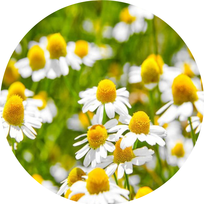 Soothes the digestive tract and reduces inflammation.